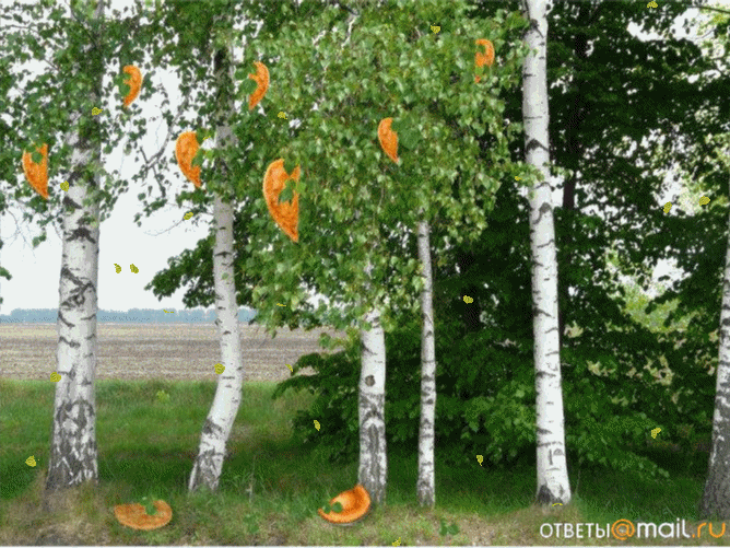 в наших лесах растут березы дубы