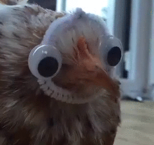 Курица смешные гифки