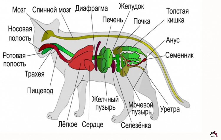 Расположение органов у животных