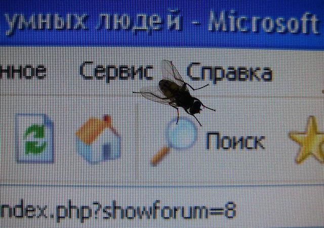 муха фото. муха экране телефона. белые мухи на черном фоне. муха с белыми пятнами. муха экране телефона.