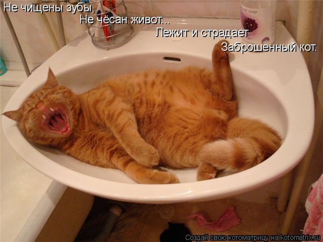 14 способов как коты демонстрируют вам свою любовь